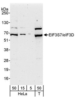 eIF3D/EIF3S7 Rabbit anti-Human, Polyclonal, Bethyl Laboratories 100 &mu;L;