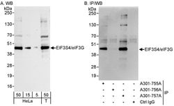 eIF3G/EIF3S4 Rabbit anti-Human, Polyclonal, Bethyl Laboratories 100 &mu;l;