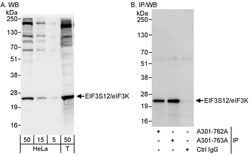 eIF3K/EIF3S12 Rabbit anti-Human, Polyclonal, Bethyl Laboratories 100 &mu;l;