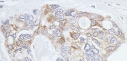 eIF3X Rabbit anti-Human, Mouse, Polyclonal, Bethyl Laboratories 100 &mu;L;