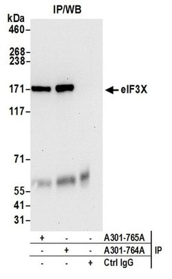 eIF3X Rabbit anti-Human, Mouse, Polyclonal, Bethyl Laboratories 100 &mu;L;