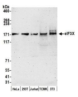 eIF3X Rabbit anti-Human, Mouse, Polyclonal, Bethyl Laboratories 100 &mu;L;