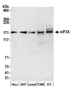 eIF3X Polyclonal Antibody, Bethyl Laboratories 20 &mu;l; Unlabeled:Antibodies,
