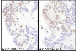 eIF4AIII/EIF4A3 Rabbit anti-Human, Mouse, Polyclonal, Bethyl Laboratories