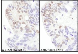 eIF4AIII/EIF4A3 Rabbit anti-Human, Mouse, Polyclonal, Bethyl Laboratories