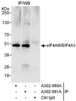 eIF4AIII/EIF4A3 Rabbit anti-Human, Mouse, Polyclonal, Bethyl Laboratories