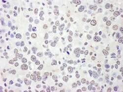 eIF4AIII/EIF4A3 Rabbit anti-Human, Mouse, Polyclonal, Bethyl Laboratories
