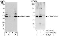 eIF4AIII/EIF4A3 Rabbit anti-Human, Mouse, Polyclonal, Bethyl Laboratories