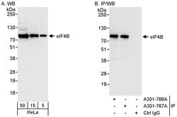eIF4B Rabbit anti-Human, Polyclonal, Bethyl Laboratories 100 &mu;l; Unlabeled:Antibodies,