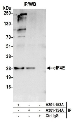 eIF4E Rabbit anti-Human, Mouse, Polyclonal, Bethyl Laboratories 100 &mu;L;
