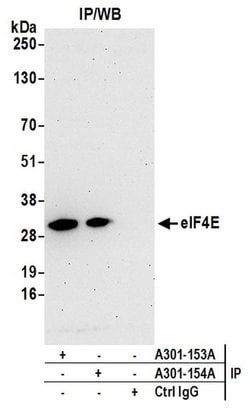 eIF4E Rabbit anti-Human, Mouse, Polyclonal, Bethyl Laboratories 100 &mu;L;