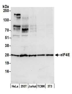 eIF4E Rabbit anti-Human, Polyclonal, Bethyl Laboratories 20 &mu;L; Unconjugated:Antibodies,