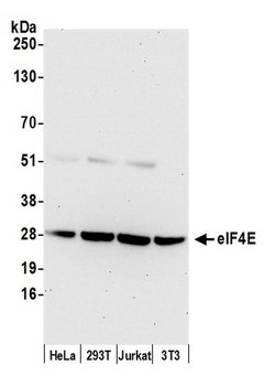 eIF4E Rabbit anti-Human, Mouse, Polyclonal, Bethyl Laboratories 100 &mu;L;