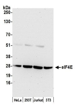 eIF4E Polyclonal Antibody, Bethyl Laboratories:Antibodies:Primary Antibodies