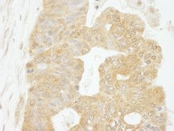 eIF4G1/eIF4GI Rabbit anti-Human, Polyclonal, Bethyl Laboratories 100 &mu;l;