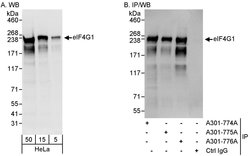 eIF4G1/eIF4GI Rabbit anti-Human, Polyclonal, Bethyl Laboratories 100 &mu;l;