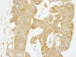 eIF4G1/eIF4GI Polyclonal Antibody, Bethyl Laboratories 10 &mu;l; Unlabeled:Antibodies,