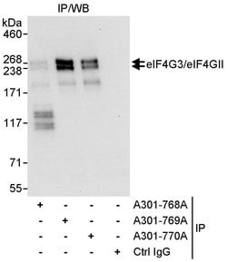 eIF4G3/eIF4GII Rabbit anti-Human, Polyclonal, Bethyl Laboratories 100 &mu;L;