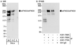 eIF4G3/eIF4GII Rabbit anti-Human, Polyclonal, Bethyl Laboratories 100 &mu;L;