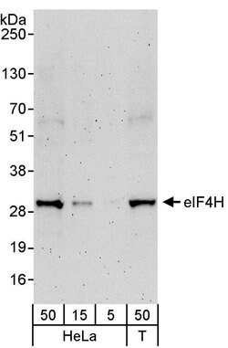 eIF4H Rabbit anti-Human, Polyclonal, Bethyl Laboratories 100 &mu;L; Unconjugated:Antibodies,