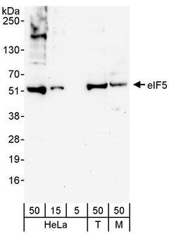 eIF5 Rabbit anti-Human, Mouse, Polyclonal, Bethyl Laboratories 100 &mu;L;