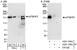 eIF5B/IF2 Rabbit anti-Human, Polyclonal, Bethyl Laboratories 100 &mu;L;