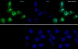 ASH2L Monoclonal Antibody (AS 4C5), eBioscience , Invitrogen:Antibodies:Primary