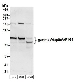 gamma Adaptin/AP1G1 Polyclonal Antibody, Bethyl Laboratories 20 &mu;L;