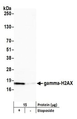 Phospho-gamma-H2AX (Ser139) Rabbit anti-Human, Mouse, Polyclonal, Bethyl