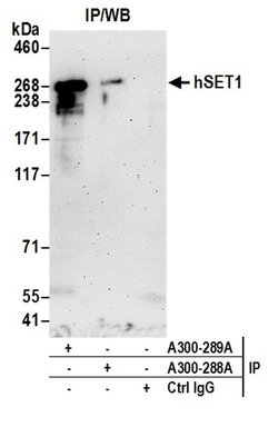 hSET1 Rabbit anti-Human, Polyclonal, Bethyl Laboratories 100 &mu;L; Unconjugated:Antibodies,