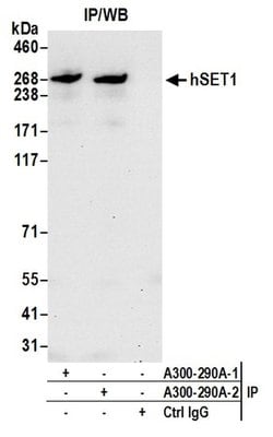 hSET1 Rabbit anti-Human, Polyclonal, Bethyl Laboratories 100 &mu;L; Unconjugated:Antibodies,