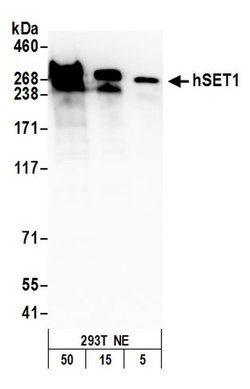hSET1 Rabbit anti-Human, Polyclonal, Bethyl Laboratories 100 &mu;L; Unconjugated:Antibodies,