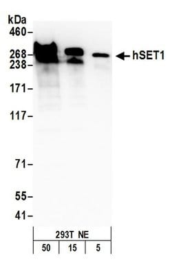 hSET1 Polyclonal Antibody, Bethyl Laboratories 20 &mu;L; Unconjugated:Antibodies,