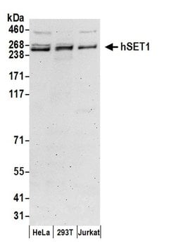 hSET1 Polyclonal Antibody, Bethyl Laboratories:Antibodies:Primary Antibodies