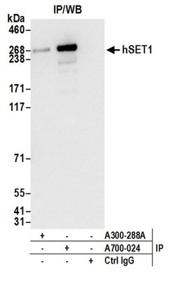 hSET1 Recombinant Rabbit Monoclonal Antibody (BLR024E), Bethyl Laboratories
