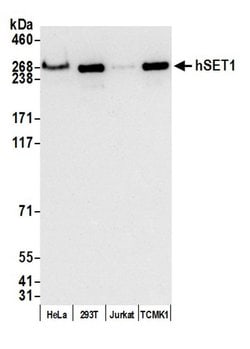 hSET1 Recombinant Rabbit Monoclonal Antibody (BLR024E), Bethyl Laboratories