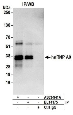 hnRNP A0 Rabbit anti-Human, Mouse, Polyclonal, Bethyl Laboratories 100