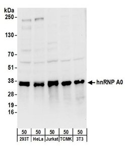 hnRNP A0 Rabbit anti-Human, Mouse, Polyclonal, Bethyl Laboratories 100