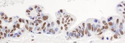 hnRNP-H Rabbit anti-Human, Mouse, Polyclonal, Bethyl Laboratories 100 &mu;L;