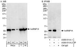 hnRNP-H Rabbit anti-Human, Mouse, Polyclonal, Bethyl Laboratories 100 &mu;L;