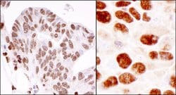 hnRNP-K Rabbit anti-Human, Mouse, Polyclonal, Bethyl Laboratories 100 &mu;L;