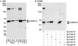 hnRNP-K Rabbit anti-Human, Mouse, Polyclonal, Bethyl Laboratories 100 &mu;L;