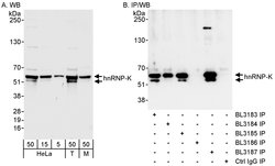 hnRNP-K Rabbit anti-Human, Mouse, Polyclonal, Bethyl Laboratories 100 &mu;L;