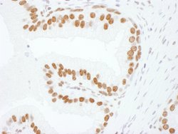 hnRNP-L Rabbit anti-Human, Mouse, Polyclonal, Bethyl Laboratories 100 &mu;l;