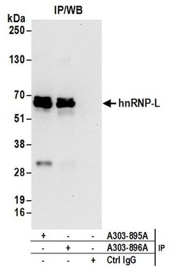 hnRNP-L Rabbit anti-Human, Mouse, Polyclonal, Bethyl Laboratories 100 &mu;l;