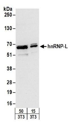 hnRNP-L Rabbit anti-Human, Mouse, Polyclonal, Bethyl Laboratories 100 &mu;l;