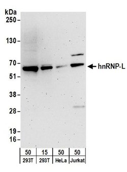 hnRNP-L Rabbit anti-Human, Mouse, Polyclonal, Bethyl Laboratories 100 &mu;l;