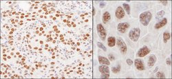 hnRNP-U Rabbit anti-Human, Mouse, Polyclonal, Bethyl Laboratories 100 &mu;l;
