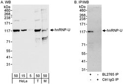hnRNP-U Rabbit anti-Human, Mouse, Polyclonal, Bethyl Laboratories 100 &mu;l;
