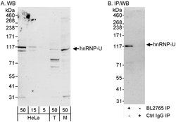 hnRNP-U Rabbit anti-Human, Mouse, Polyclonal, Bethyl Laboratories 100 &mu;l;